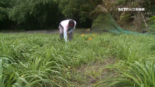 200公頃的花田，金針花僅開2成。