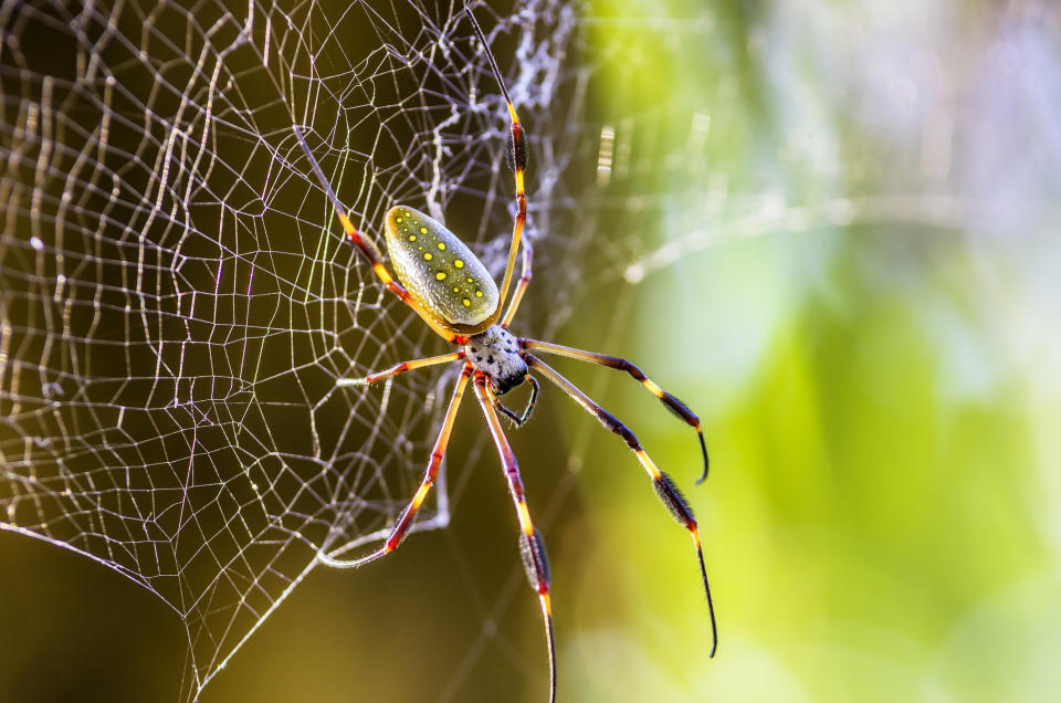 Virgo: You’re the Golden Silk Orb-weaver