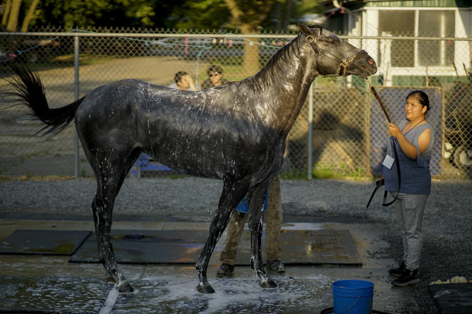 Essential Quality (2) is bathed after winning the 153rd running of the Belmont Stakes horse race, Saturday, June 5, 2021, at Belmont Park in Elmont, N.Y. (AP Photo/Eduardo Munoz Alvarez)