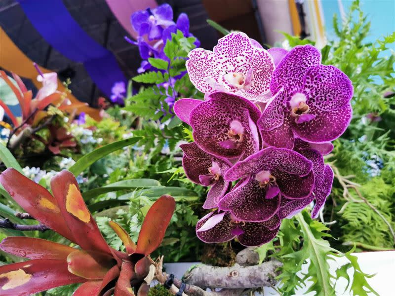 慶籌會表示，今年國慶大會的花卉布置融入了台灣在地生態之美與文化意涵。（圖／台灣花店協會提供）