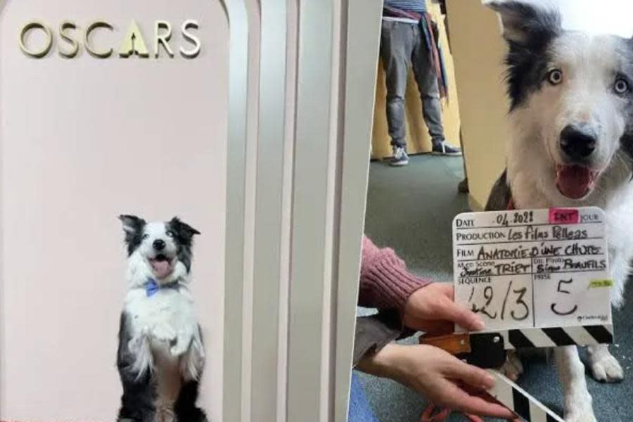 Messi, el perrito de ‘Anatomía de una caída’, tendrá su propio programa de televisión