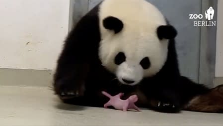 Panda Meng-Meng looks at one of her newborn twin cubs at Berlin Zoo