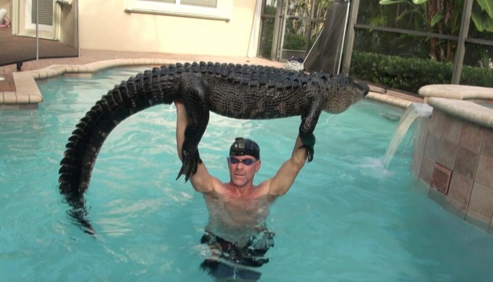 In this Wednesday, Oct. 15, 2019 photo provided by Paul Bedard, Bedard raises a 9-foot alligator over his head at a home in Parkland, Fla. Bedard, a local trapper, removed the nuisance reptile that had jumped into a customers pool. Bedard stars in the Animal Planet show "Gator Boys." The story was among Florida's top odd stories for 2019. (Paul Bedard via AP)