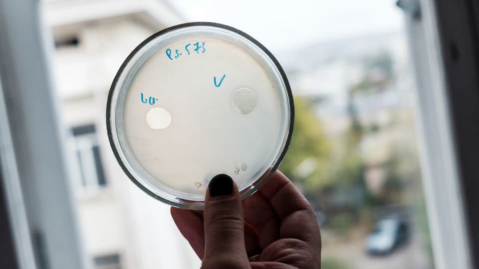 Cultures of phages are being examined at the Eliava Institute in Tbilisi, Georgia, where phages have been used to treat infections for decades. - Juliette Robert/Haytham Pictures/REA/Redux