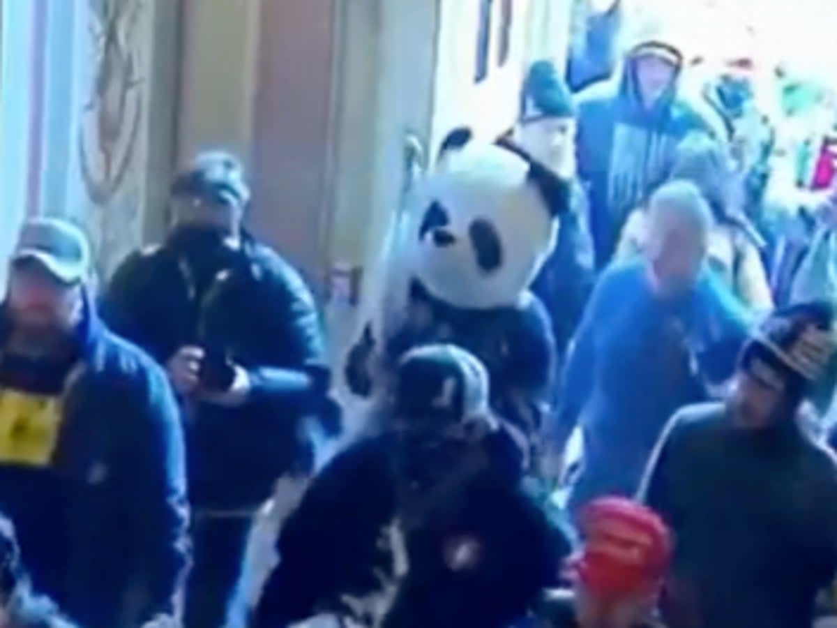 A man who took part in the insurrection wearing a panda costume has been arrested by the FBI (Screenshot / MSNBC)