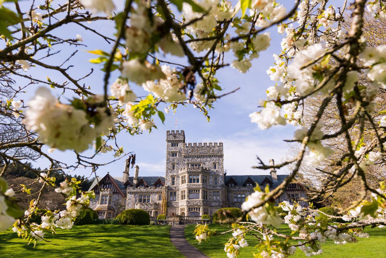 Hatley Castle, British Columbia, Canada on a bright spring day, through a blossom tree