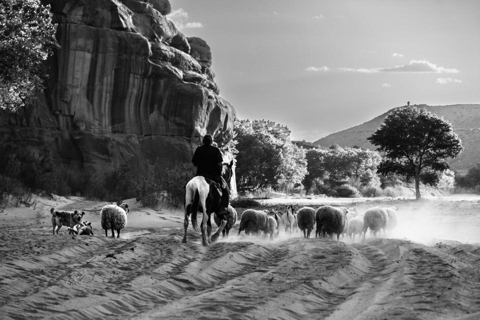 Winner, Young Travel Photographer of the Year 2023 (<em>Caden Shepard Choi, USA, age 14)</em>: “The sheep are herded back to their pen at the entrance of the canyon. They walk through a dust cloud formed by the steady kick of their hooves. The sheep are initially reluctant to enter the mouth of the canyon, but when returning home, they show no resistance. After a long day steering sheep, the two herding dogs now playfully trail behind.”