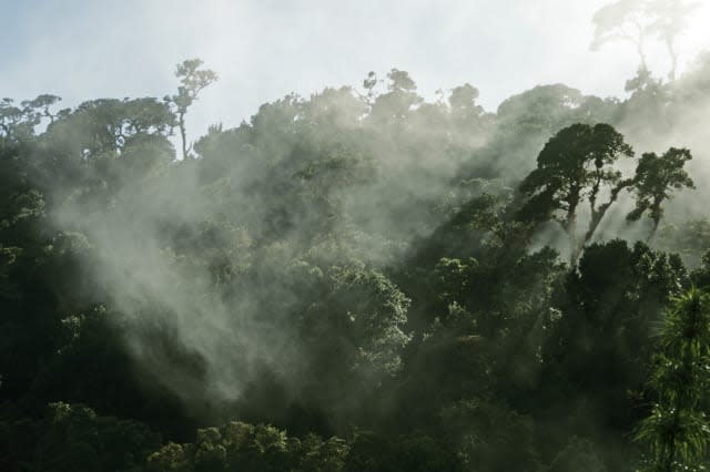 Jungle tour in the monteverde national park costa rica