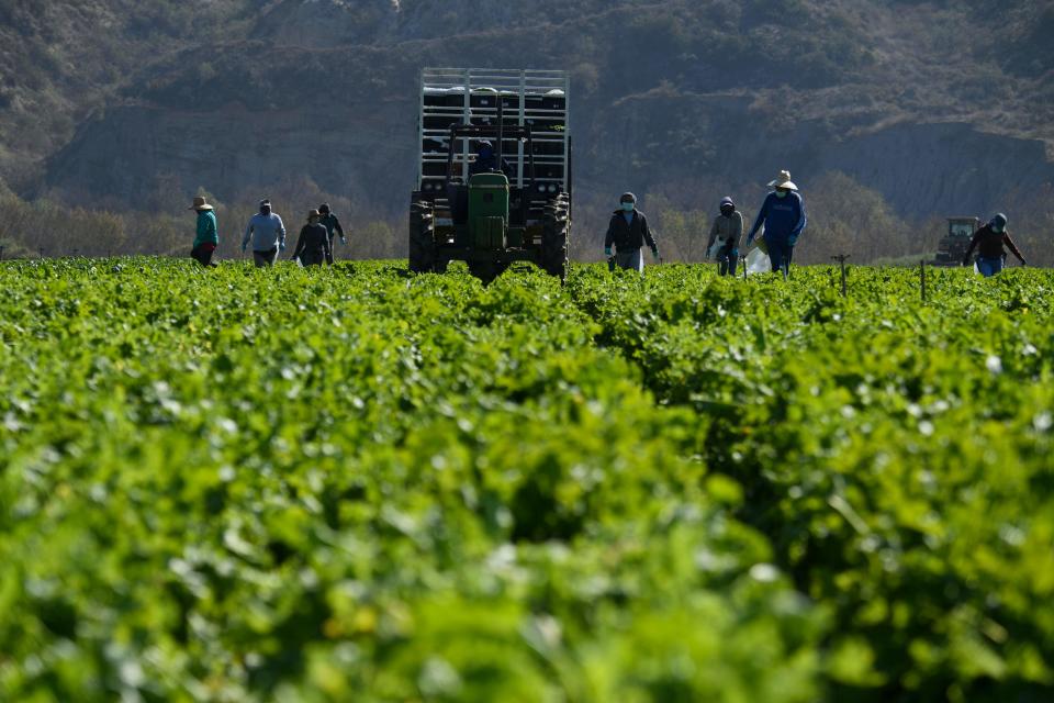 Farmworkers wear face masks while harvesting curly mustard in a field on Feb. 10, 2021, in Ventura County, Calif.