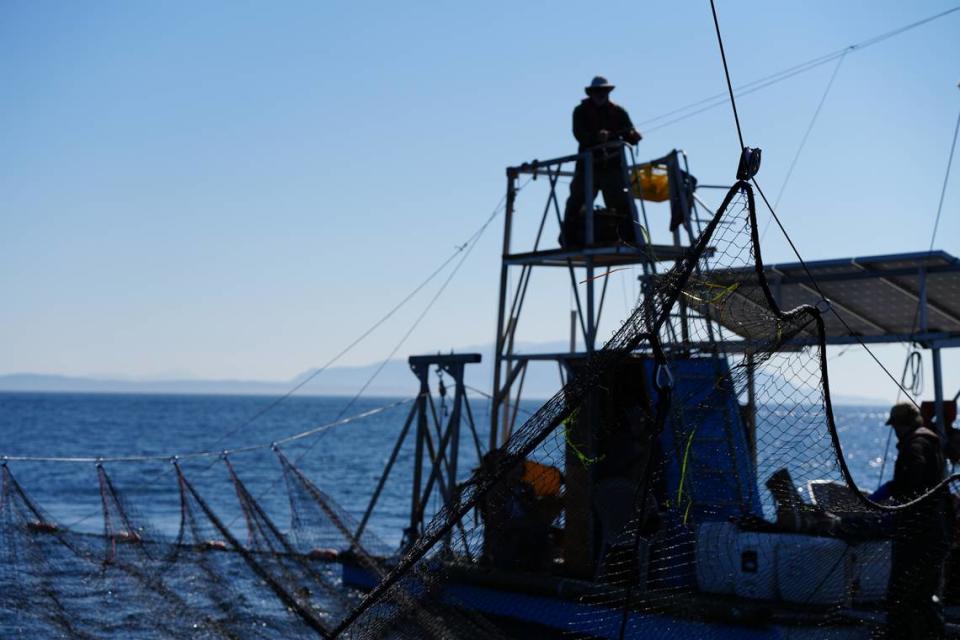The crew on Riley Starks’ modern reef net rig use solar-powered winches to lift the net after underwater cameras, sonar and lookout towers help them spot the salmon off Lummi Island on Sept. 14, 2023.