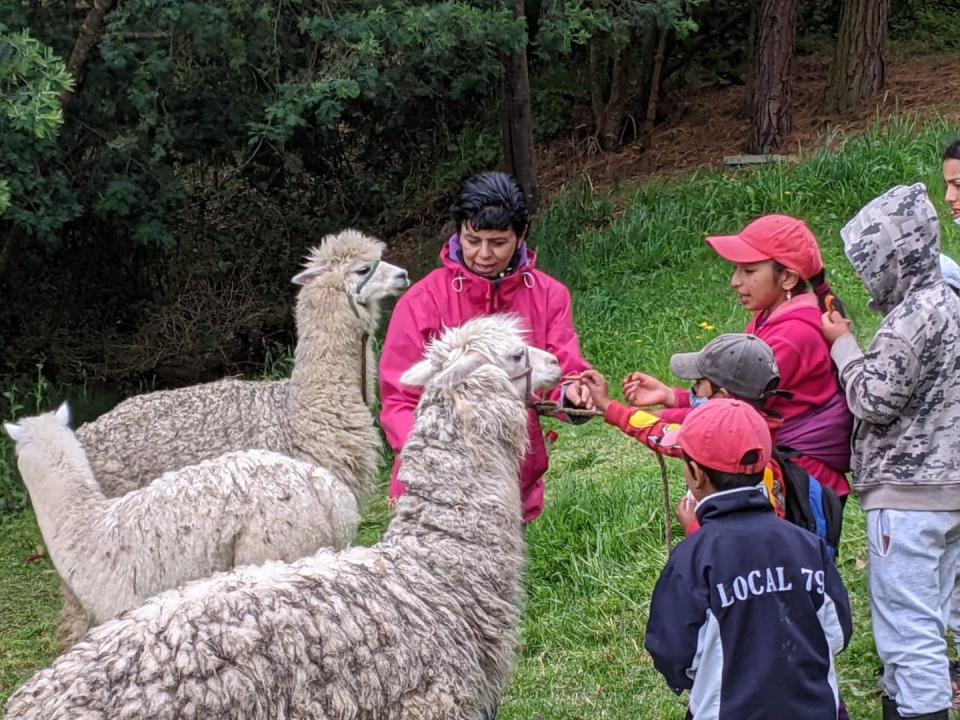 <span class="caption">Children enjoy visiting the alpacas and enjoy running their small hands through the alpaca’s coarse hair.</span> <span class="attribution"><span class="source">(Monica Malo)</span>, <span class="license">Author provided</span></span>