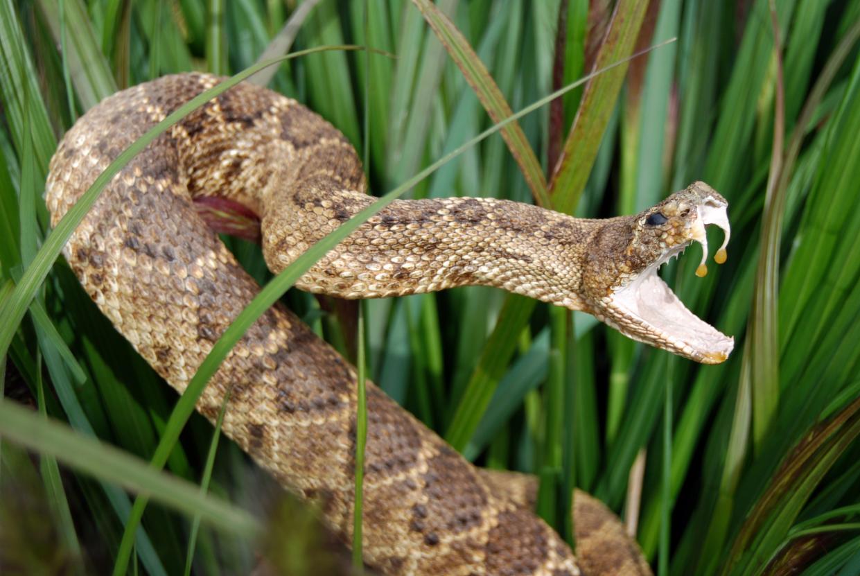 A rattlesnake is pictured in tall grass.