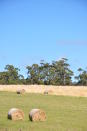 As with the rest of Australia, farming and agriculture is a big part of the lives of Tasmanians. For the tourist, it means lovely scenes of fields dotted with sheep and bales of hay.