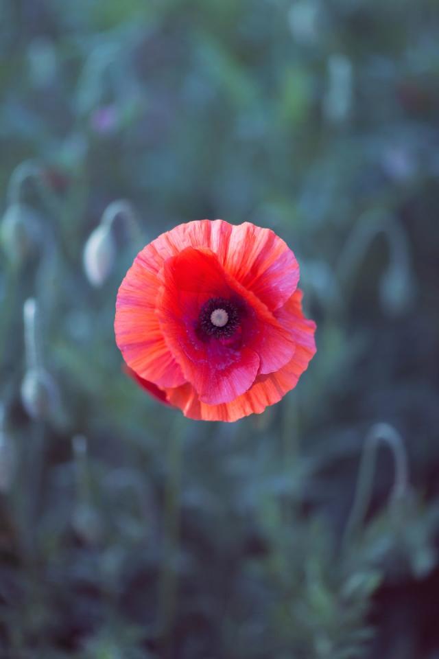 Poppy Flower Meaning: Symbolism, History, Memorial Day - Parade