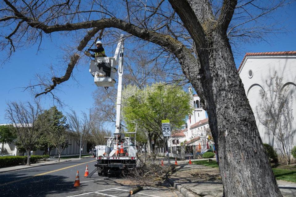 La división forestal de Modesto poda un fresno de Modesto en 16th Street en Modesto, California, el jueves 14 de marzo de 2024.