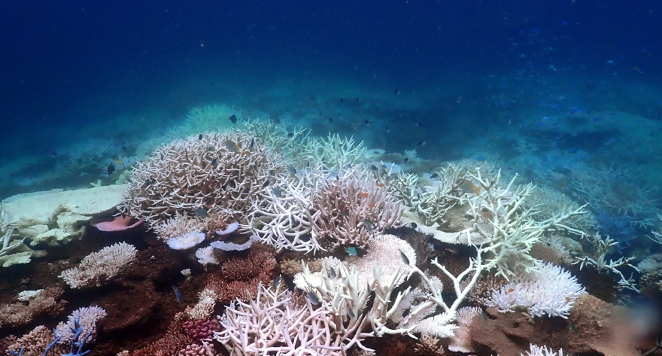 A photo taken in March 2024 shows severe coral bleaching on the Great Barrier Reef.