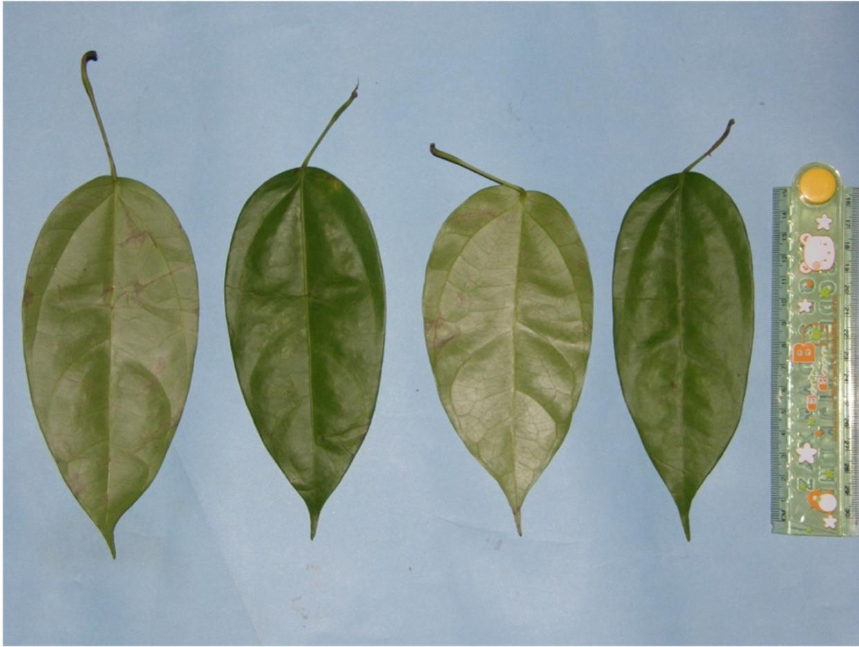 Leaves of the Akar Kuning plant, which are between 15 to 17cm long (Suaq Project/PA)