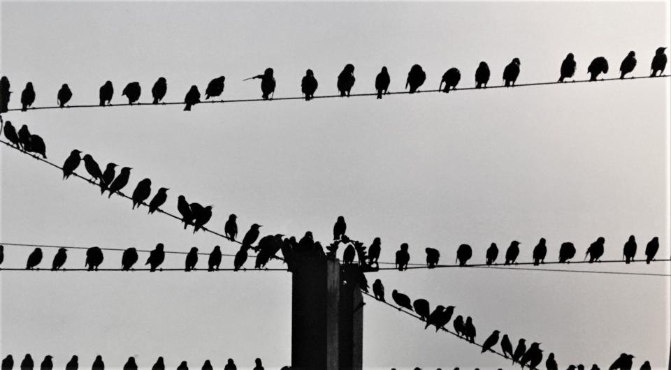 Starlings were quite the pests in 1940 Augusta.