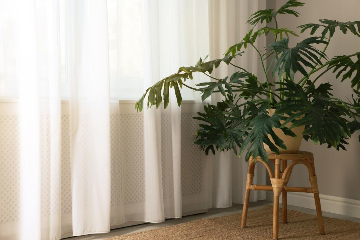 beautiful green plant on wicker stool near window indoors, space for text