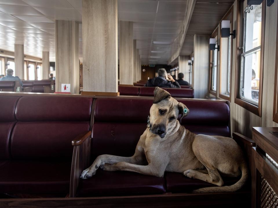 Boji sits on a ferry seat.