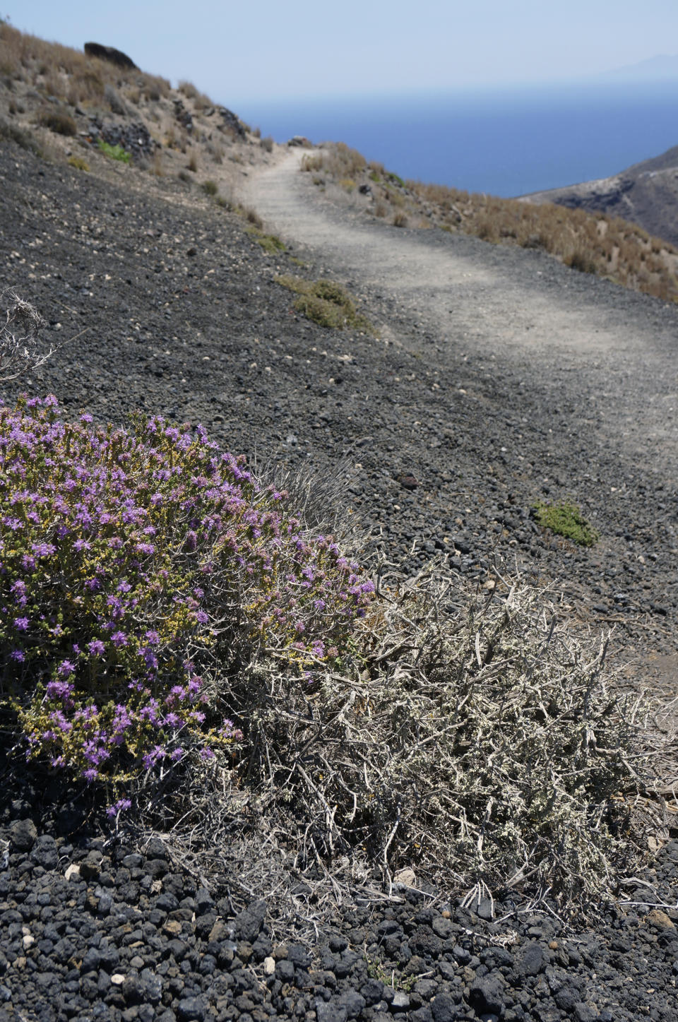 Aromatic herbs grow on lava fields along the 10K trail between the towns of Fira and Oia on the island of Santorini, Greece, on June 29, 2021. The hike along the sunken volcano’s rim takes in stretches of wilderness, windswept churches, and white-and-blue villages with vineyards to one side and infinity pools to the other. (AP Photo/Giovanna Dell’Orto)