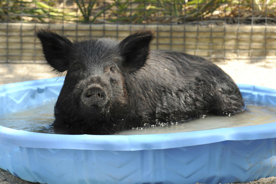 In this Thursday, June 28, 2012 photo provided by the Chicago Zoological Society, Honey, a 2-year-old American Guinea hog at the Brookfield Zoo in Brookfield, Ill., cools off in a pool of water as temperatures hovered near the 100 mark. (AP Photo/Chicago Zoological Society, Jim Schulz)