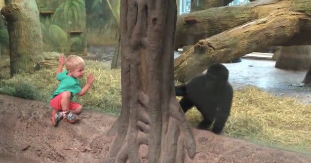 Isaiah and Kamoli play peek-a-boo. Photo: Jukin Media