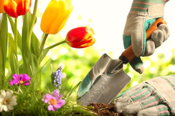 A hand shoveling dirt in a garden with flowers.