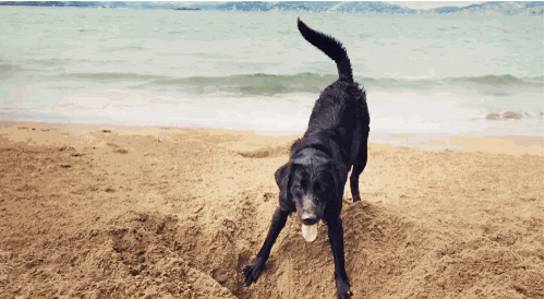 Hyperlapse video of a dog digging a hole at the beach