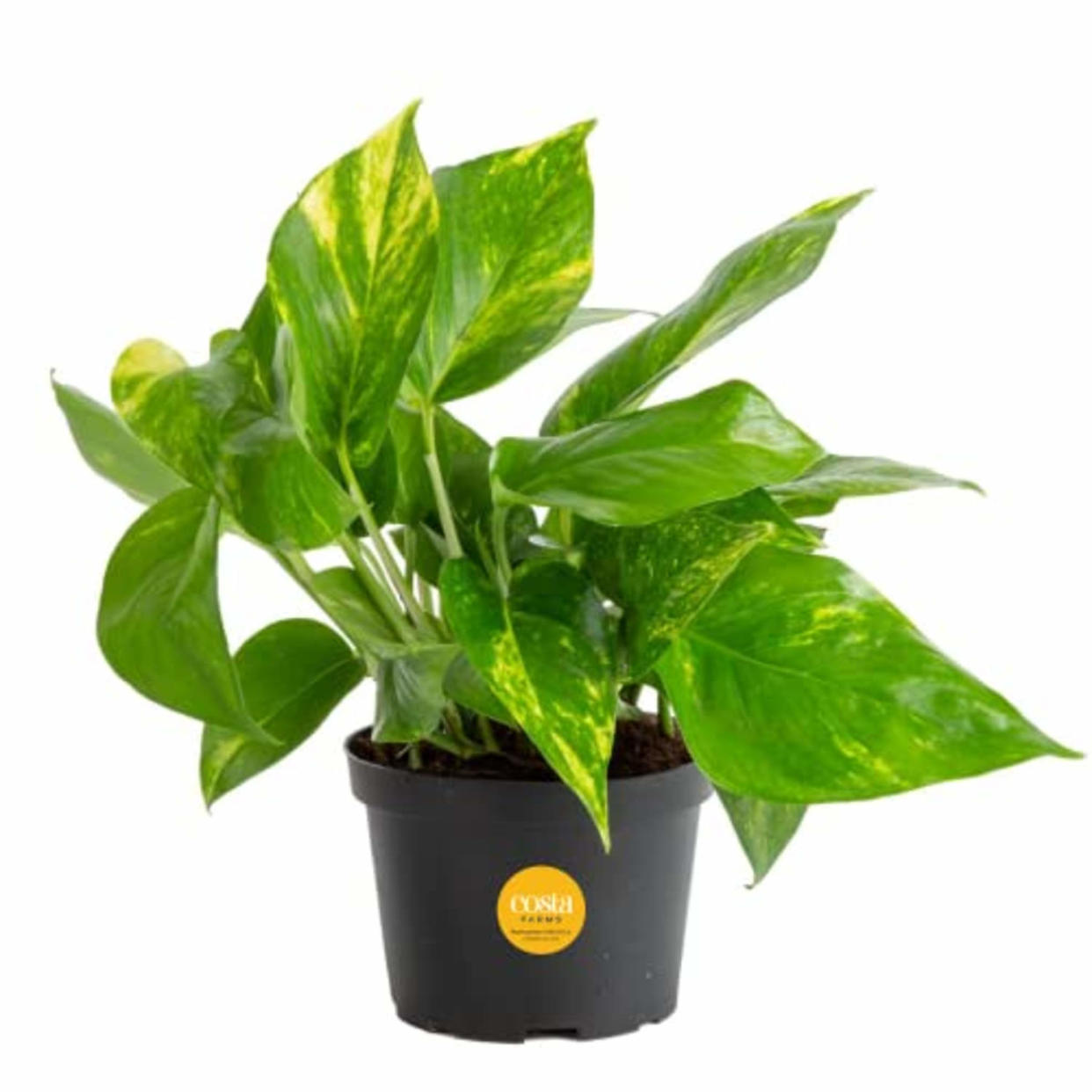 Costa Farms Golden Pothos Live Plant, Easy Care Indoor House Plant in Grower's Pot, Potting Soil, Great for Outdoor Hanging Planter or Basket, Housewarming Gift, Desk Decor, Room Decor, 10-Inches Tall (AMAZON)