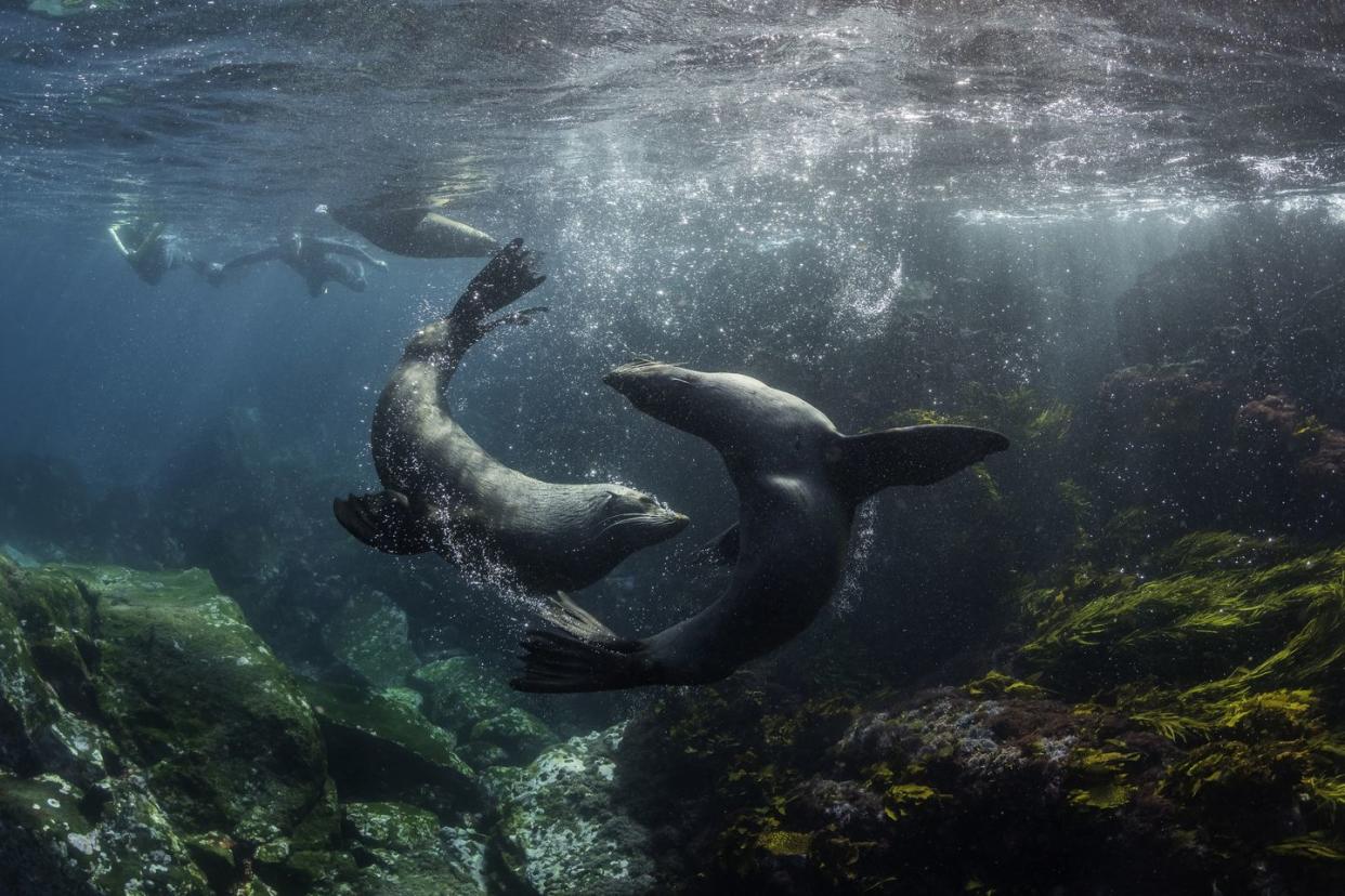 australian cape fur seals playing as two divers watch, montague island, nsw, australia