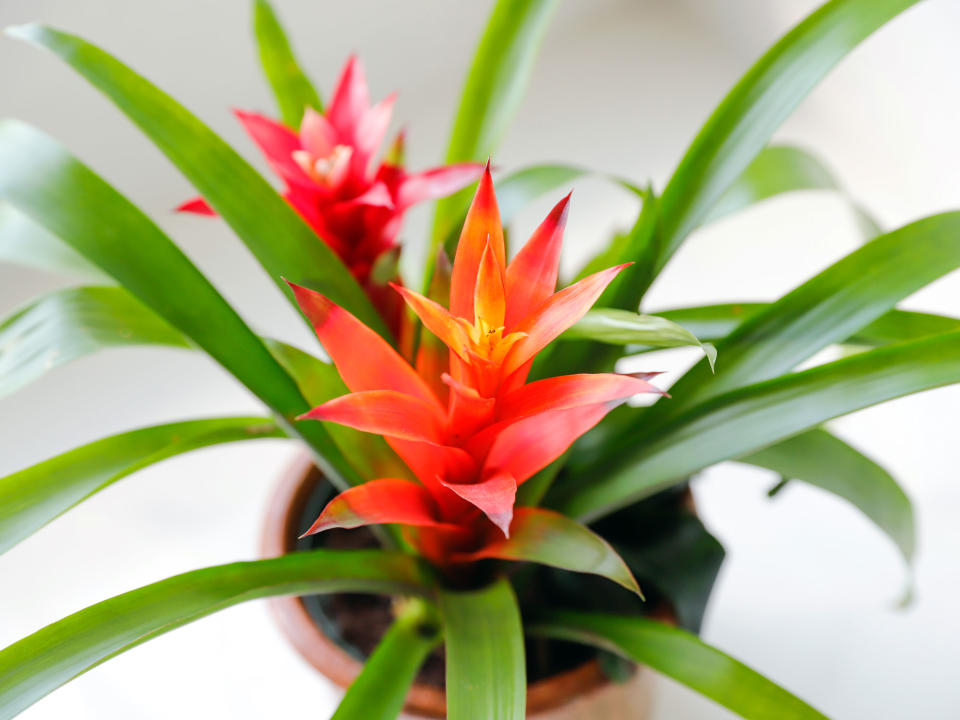 Bromeliad  house plant with flower