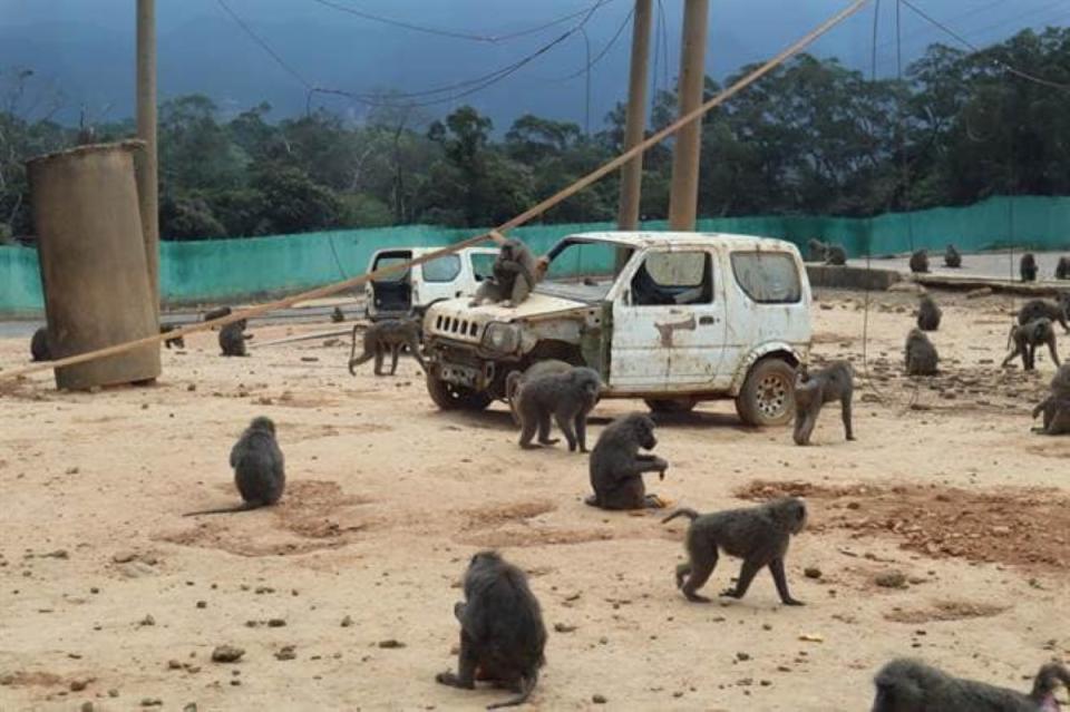 六福村動物園區即日關園全面清點數量。（圖：縣府提供）