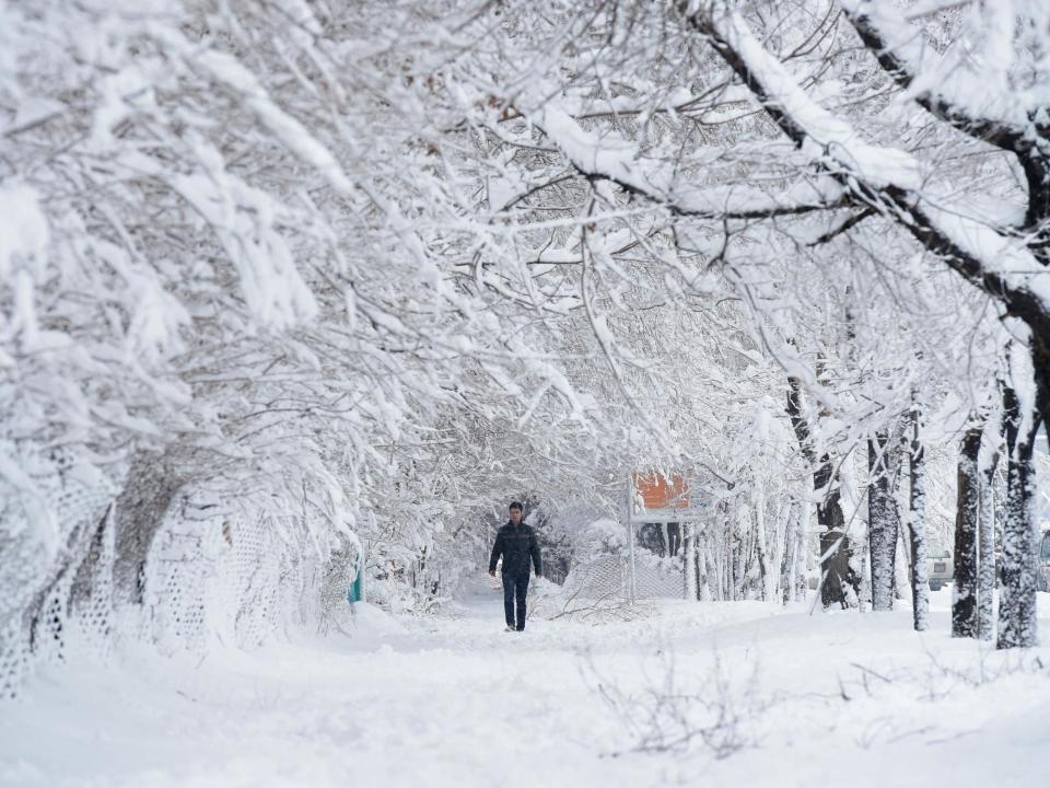 An Afghan man walks along a path under snow-laden trees in Kabul: AFP/Getty