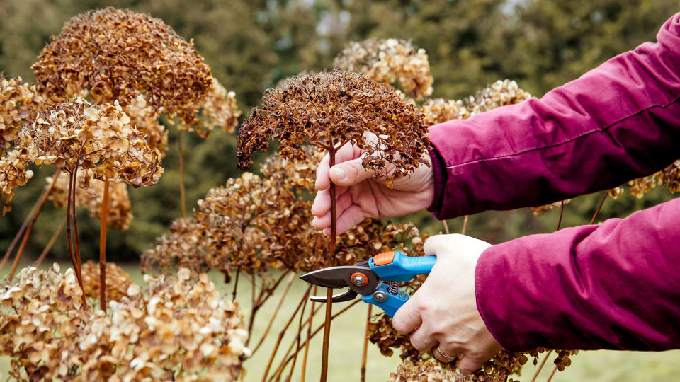 Man pruning mophead hydrangea