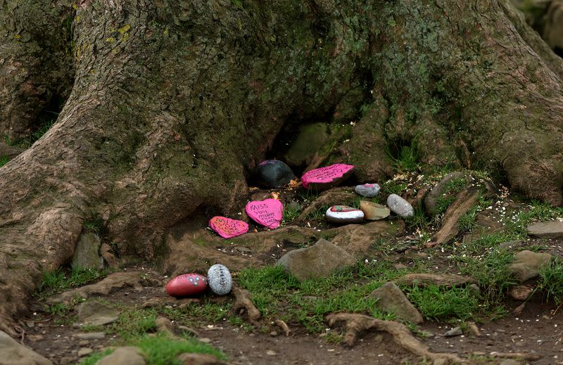 General view of messages at the felled Sycamore Gap in Northumberland National Park