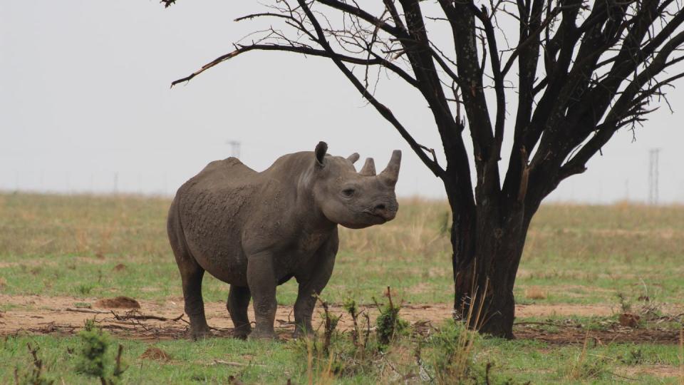 Ein Breitmaulnashorn auf dem Gebiet einer privaten Nashornaufzucht in Südafrikas Nordwest-Provinz. (Bild: dpa)