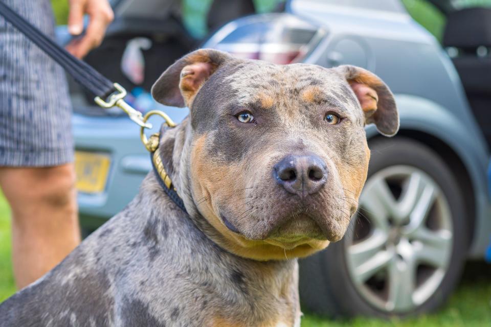 Front close up view of an American XL bully dog wearing its collar, on a lead held by owner. Dogs now classed as banned breeds.