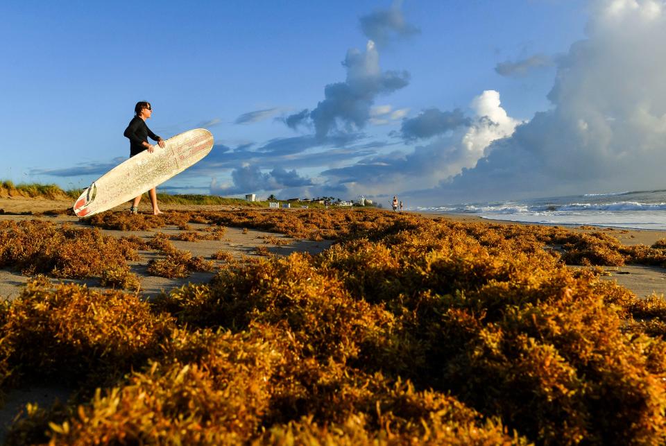 Sargassum seaweed has collected along the shoreline at Jensen Beach Park on Thursday, May, 25, 2023, on Hutchinson Island. The beach is 4191 N.E. Ocean Blvd.