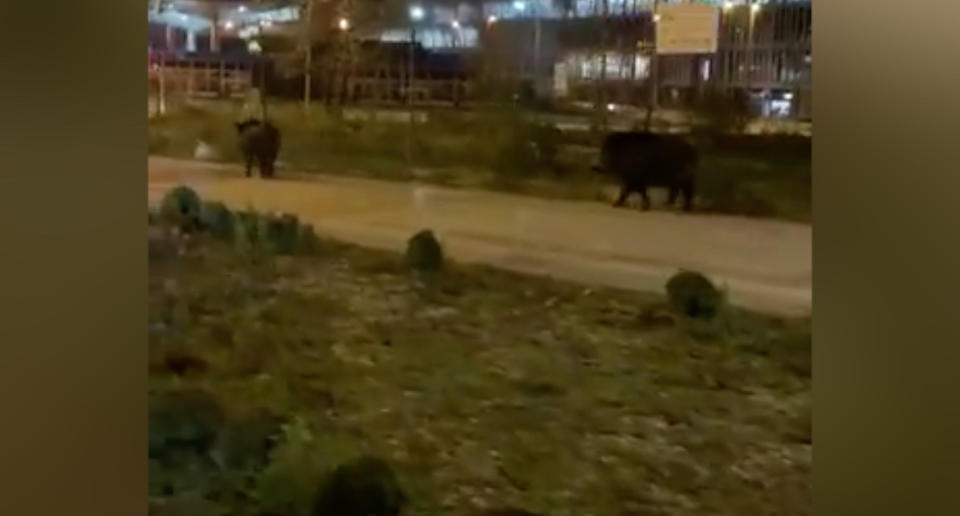 Los jabalíes están llegando a las ciudades, en parte, atraídos por la comida que se encuentran en los vertederos. (Crédito: Twitter/@MSMigallon)