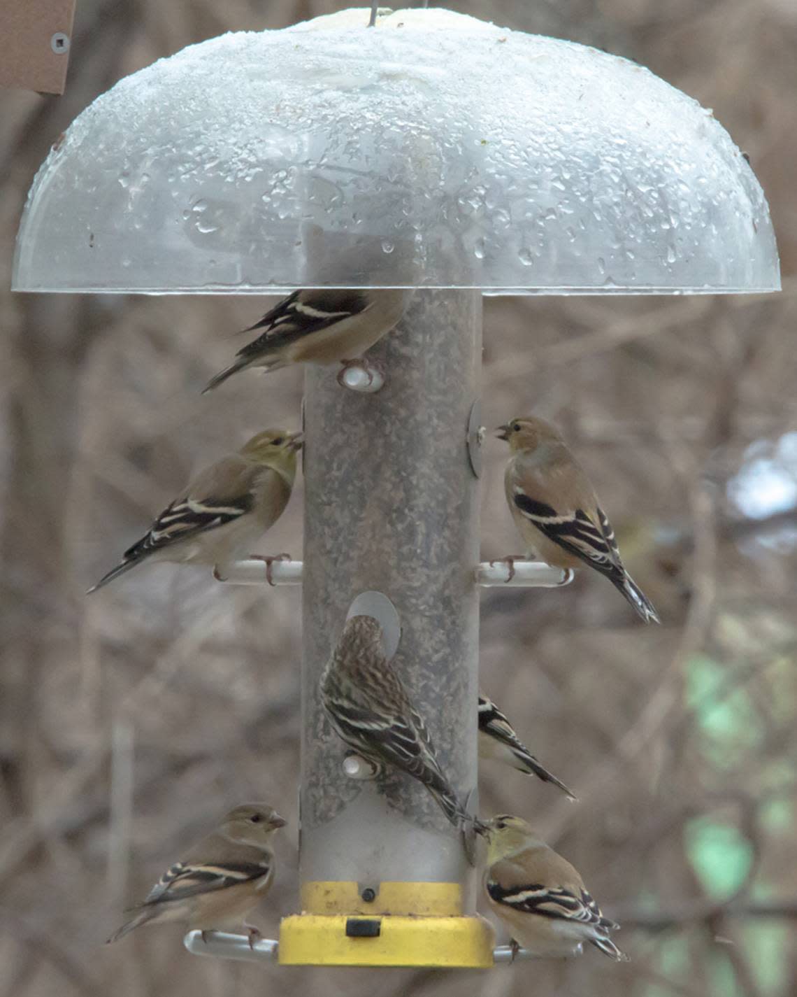 Niger thistle seed or fine sunflower chips are often the choice of finches.