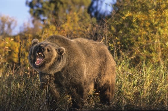 Man attacked by grizzly bear shot by friend trying to save him