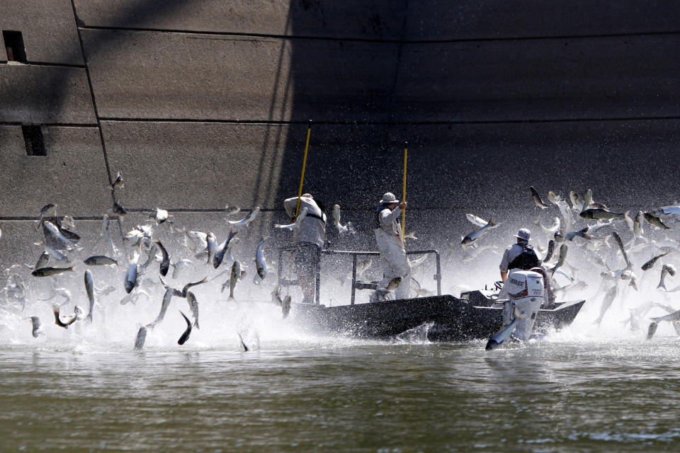 FILE - Carp swarm out of the Cumberland River as Tennessee Wildlife Resources Agency Reservoir Biologist Michael Clark, left, Kentucky Department of Fish and Wildlife Resources Fisheries Biologist Matthew Combs, center, and Kentucky DFWR Fisheries Biologist Joshua Tompkins work to remove them from the water during an electrofishing demonstration at the Barkley Dam on Thursday, Aug. 1, 2019, in Grand Rivers, Ky. The state of Illinois is unveiling a market-tested rebranding campaign to make the fish appealing to consumers. (C.B. Schmelter/Chattanooga Times Free Press via AP, File)