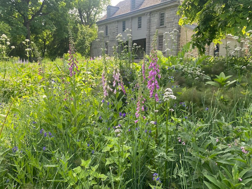 wildflowers and grass in a park in philadelphia