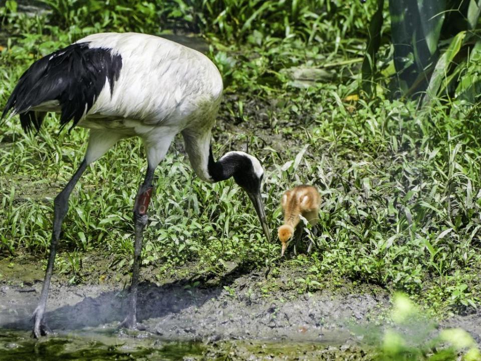 丹頂鶴「KIKA」和「BIG」來台十一年，終於自然繁殖成功。（台北市立動物園提供）