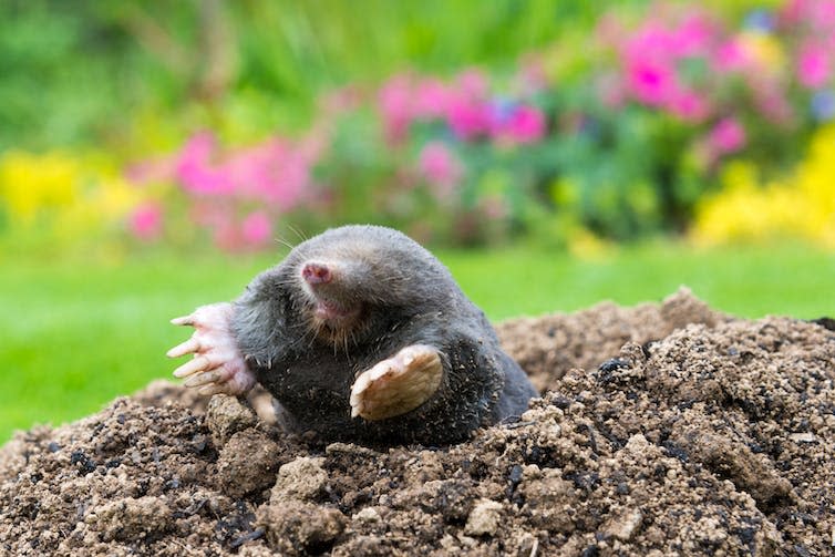 Mole breaking through dirt surface