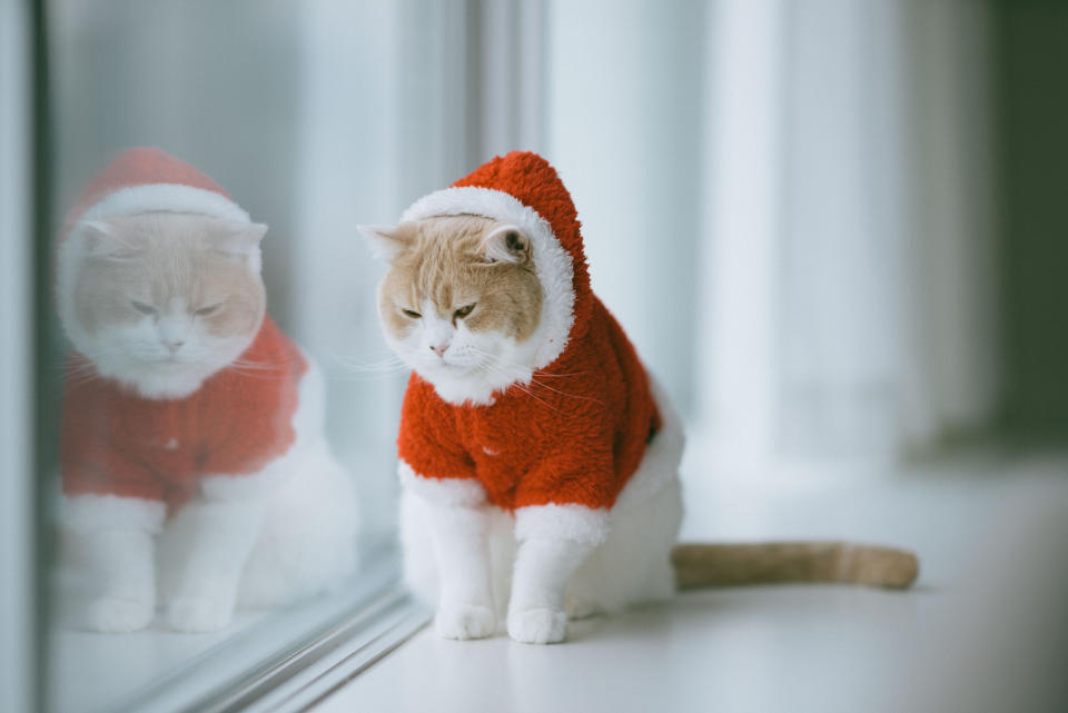 Nicht alle sind von dem Weihnachtstrubel begeistert. (Bild: Getty Images)