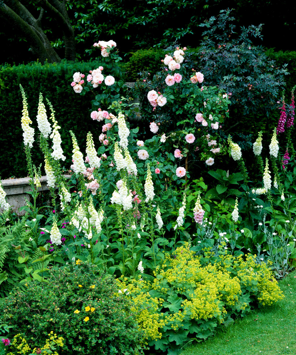 12. Add height with tall-growing bi-annuals