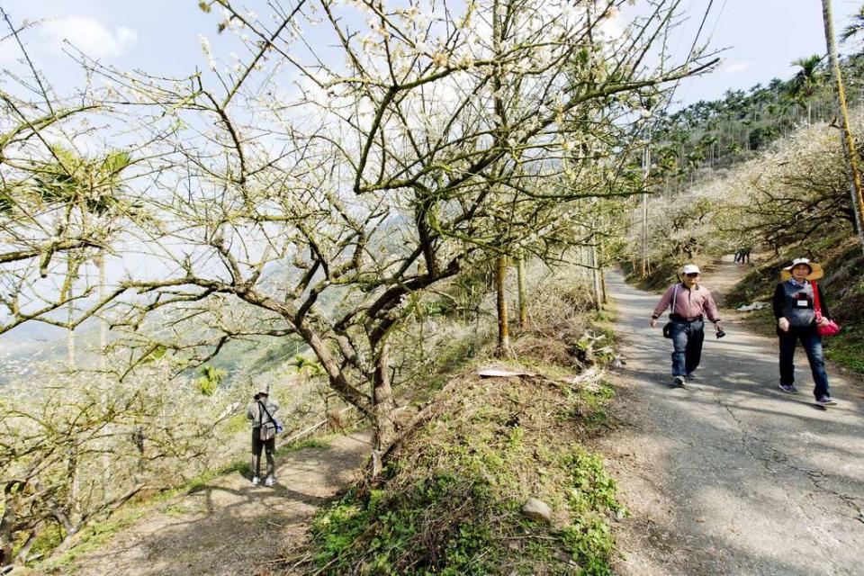 梅嶺登山步道。   圖：台南市政府觀光旅遊局／提供