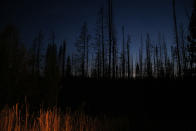 <p>Trees burned in wildfire in Grand Teton National Park, Wyo., Aug 26, 2016. (AP Photo/Brennan Linsley) </p>